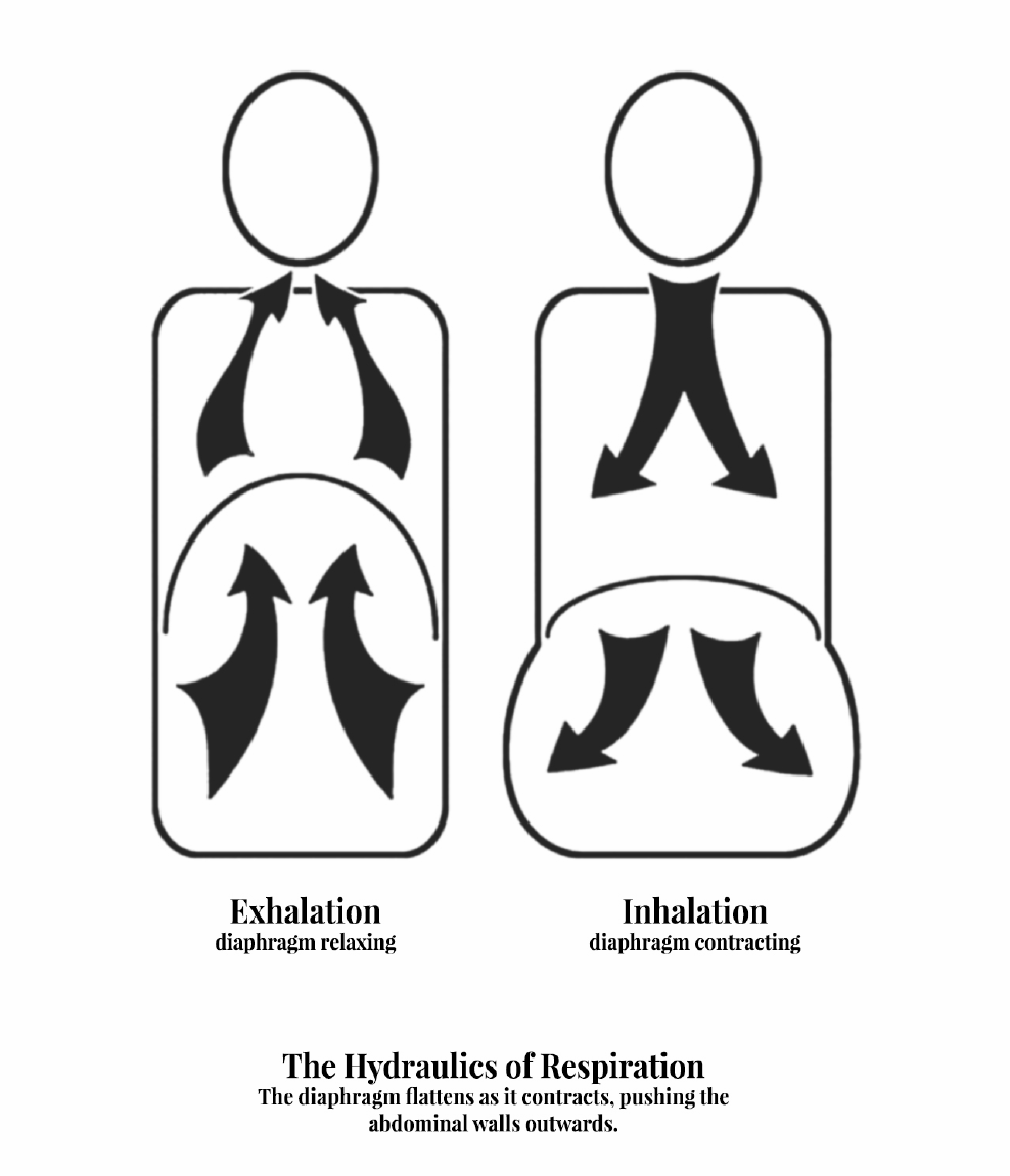 Hydraulics of breathing — diagram showing the mechanics of inhalation and exhalation